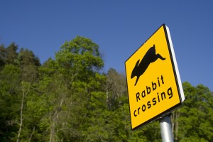 bunny crossing