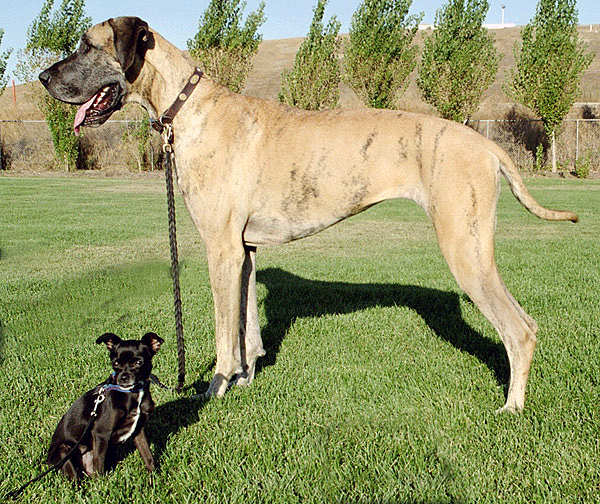Big_and_little_dog_1