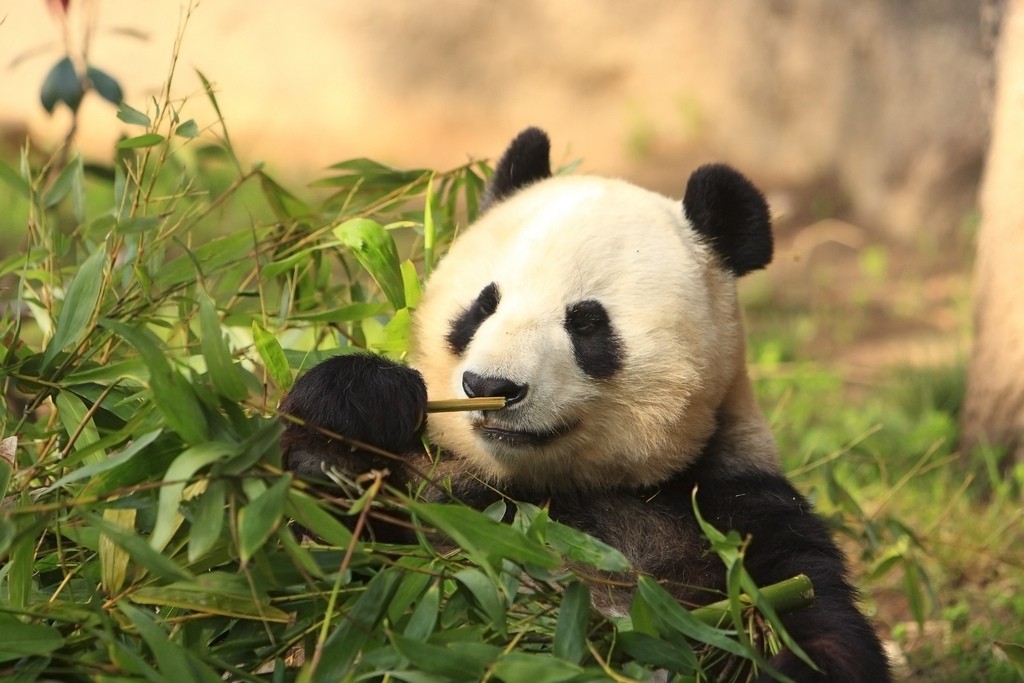 panda sniff test
